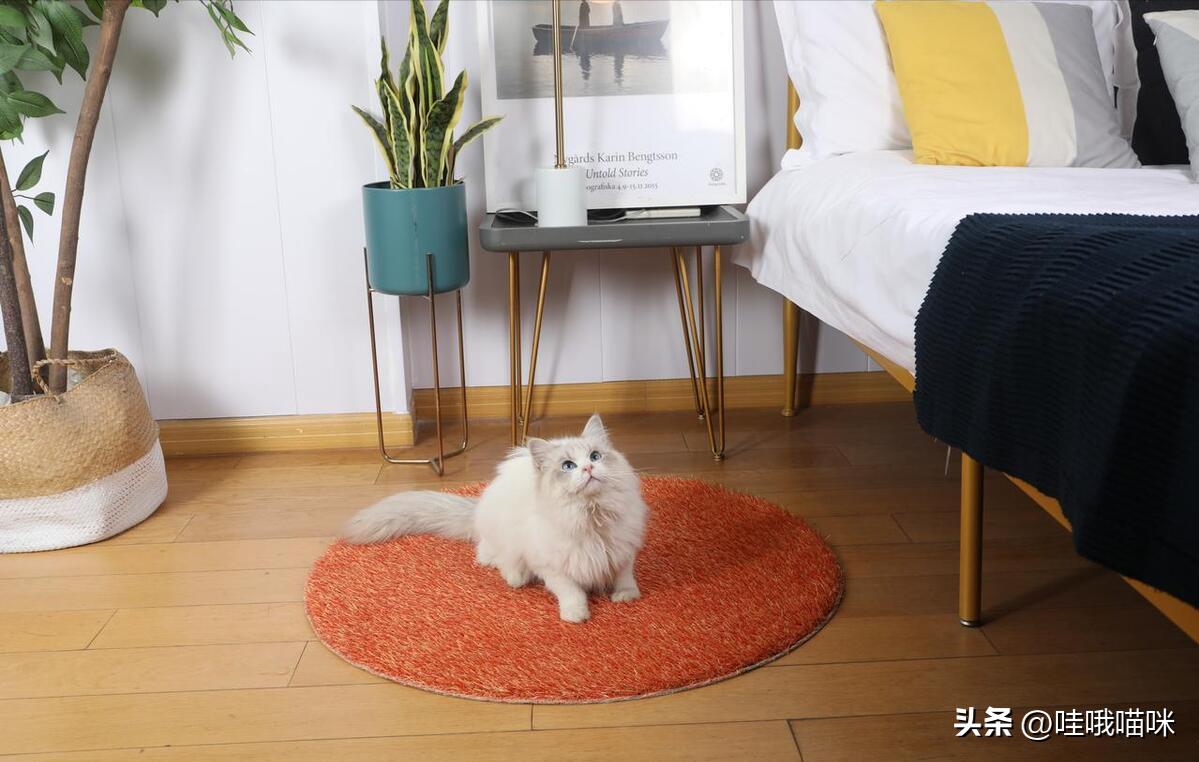 对猫咪过敏不是绝症，这些方法或许能帮到你