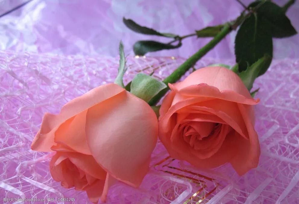 几朵玫瑰的花语是什么,几朵粉色玫瑰加满天星花语