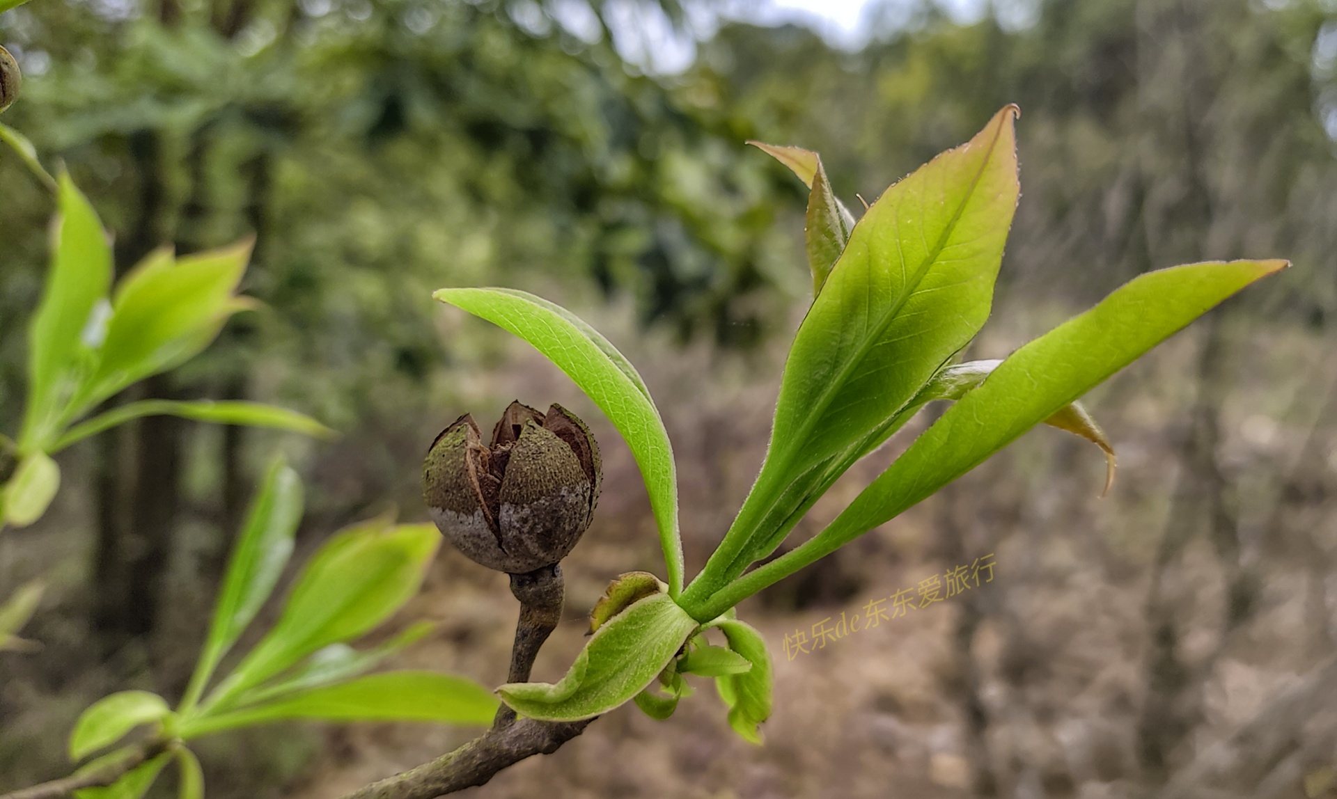 大家纷纷出去赏樱花，我却和老婆偷偷去山里看松树花，收获如何？