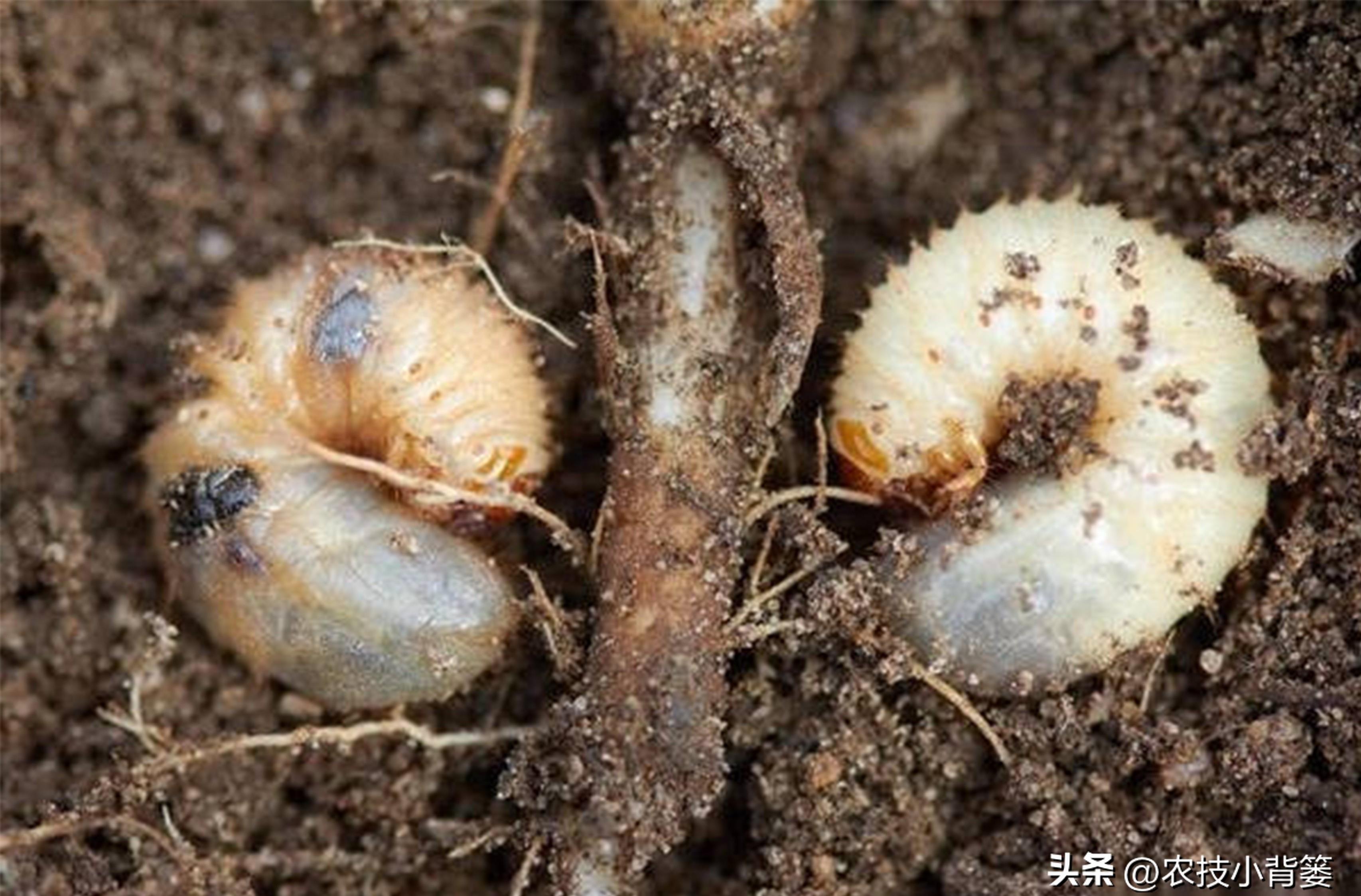 土蚕的预防与消杀,防治土蚕的最好方法