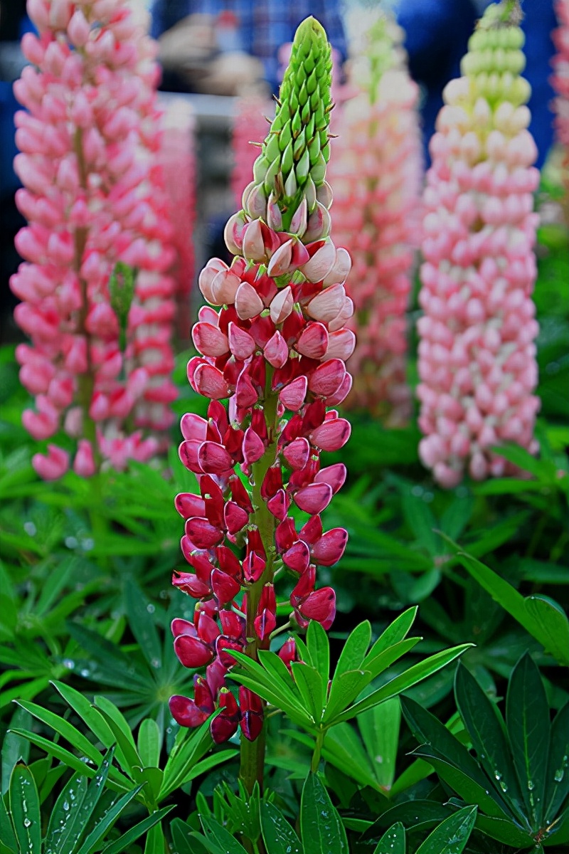 适合春季赏花的花,视觉盛宴五种赏花名花供您选择
