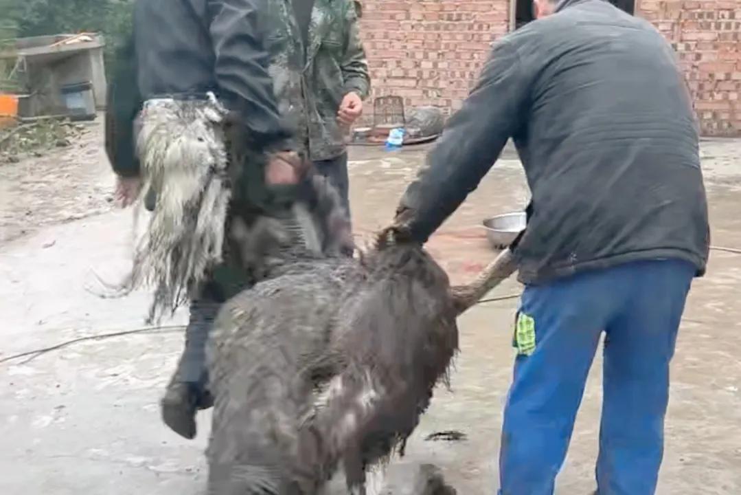 80后青年农民养殖鸵鸟,大学生回来养鸵鸟创业