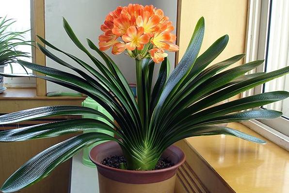 养人旺家聚福气的花,什么花让人心情愉悦又好养