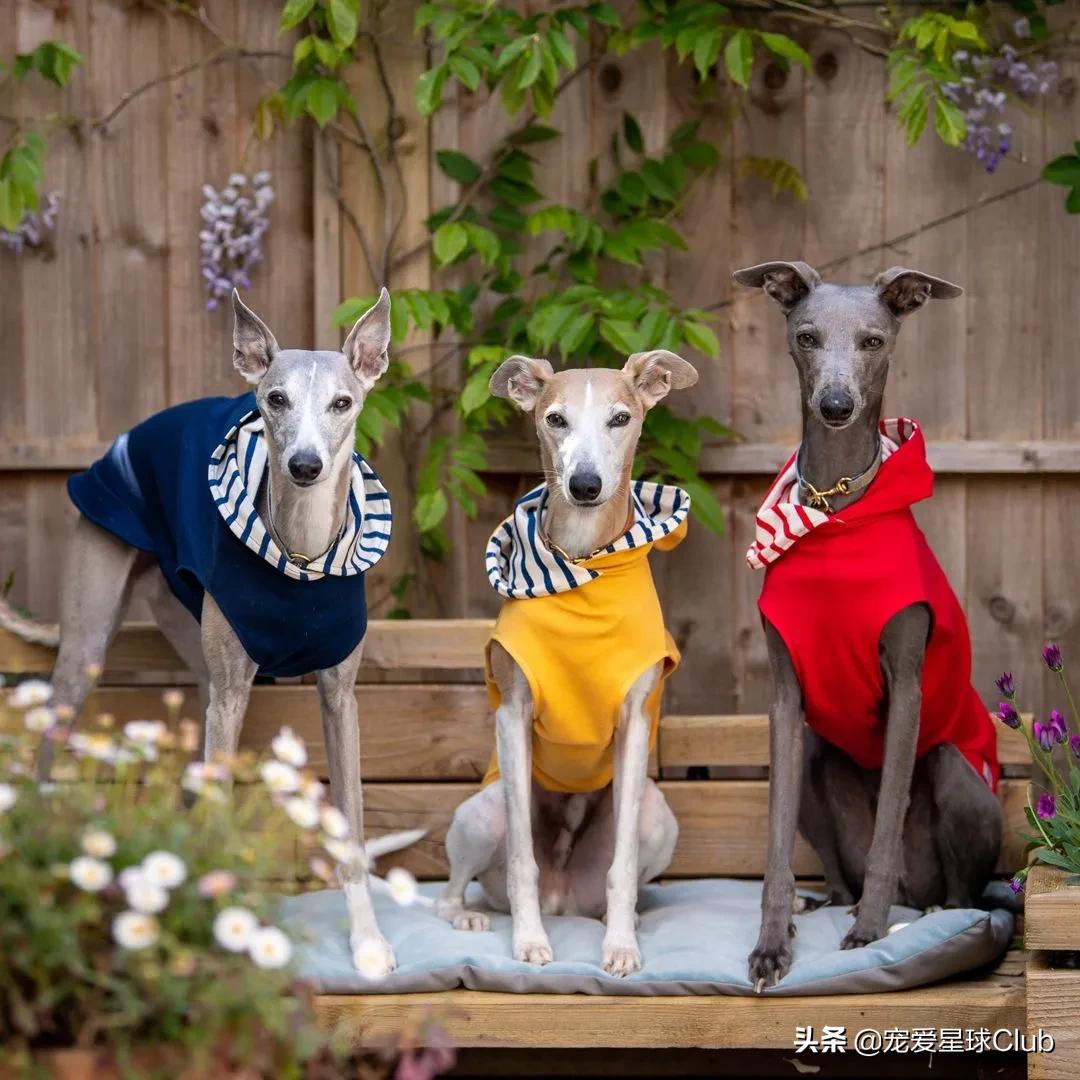 惠比特犬夜猎兔视频最新,惠比特犬猎兔视频国外