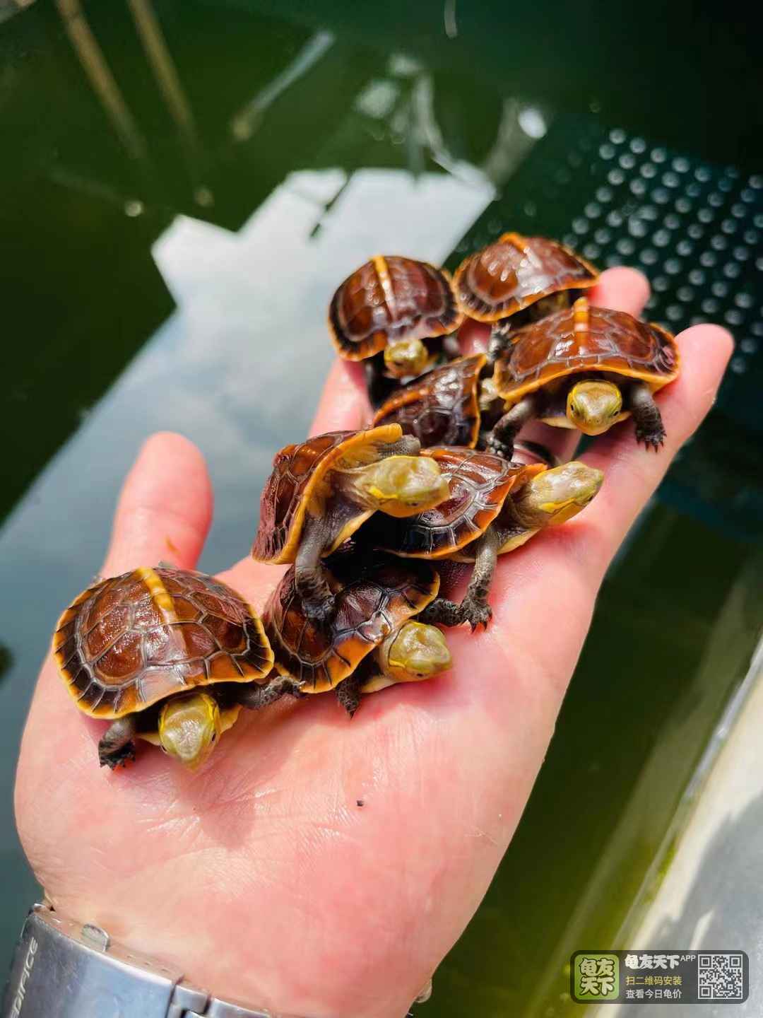 龟外伤用什么药好得快,龟外伤用什么药