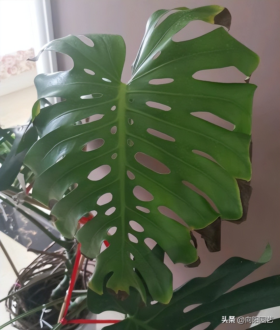 龟背竹和白锦为什么这么贵,荷兰白锦龟背竹和日本白锦龟背竹