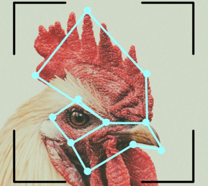 郑州禽病检测实验室,禽病监测诊断技术原理与方法视频