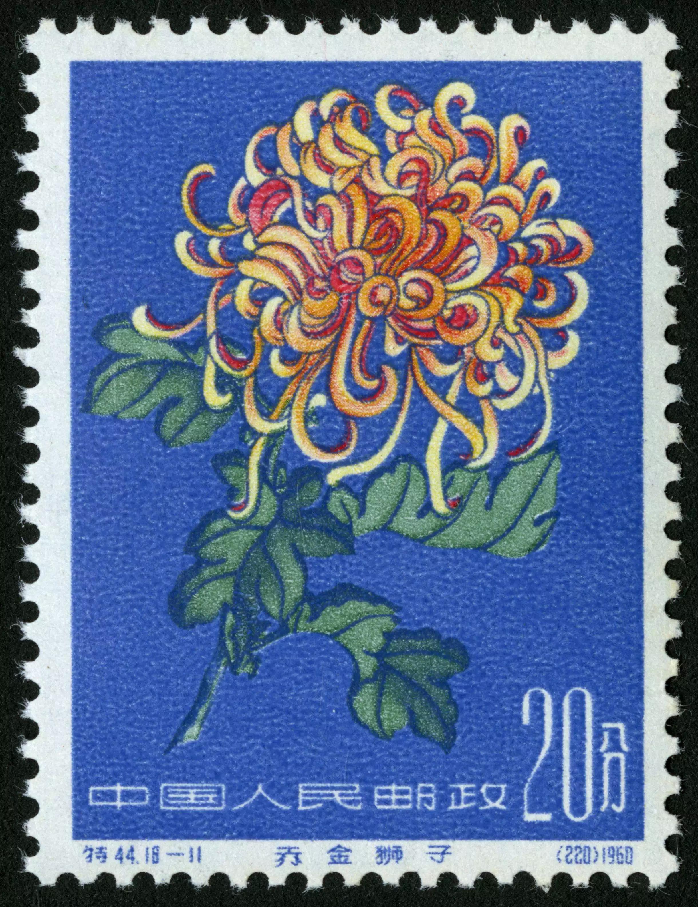 特44菊花邮票,特44菊花邮票价值