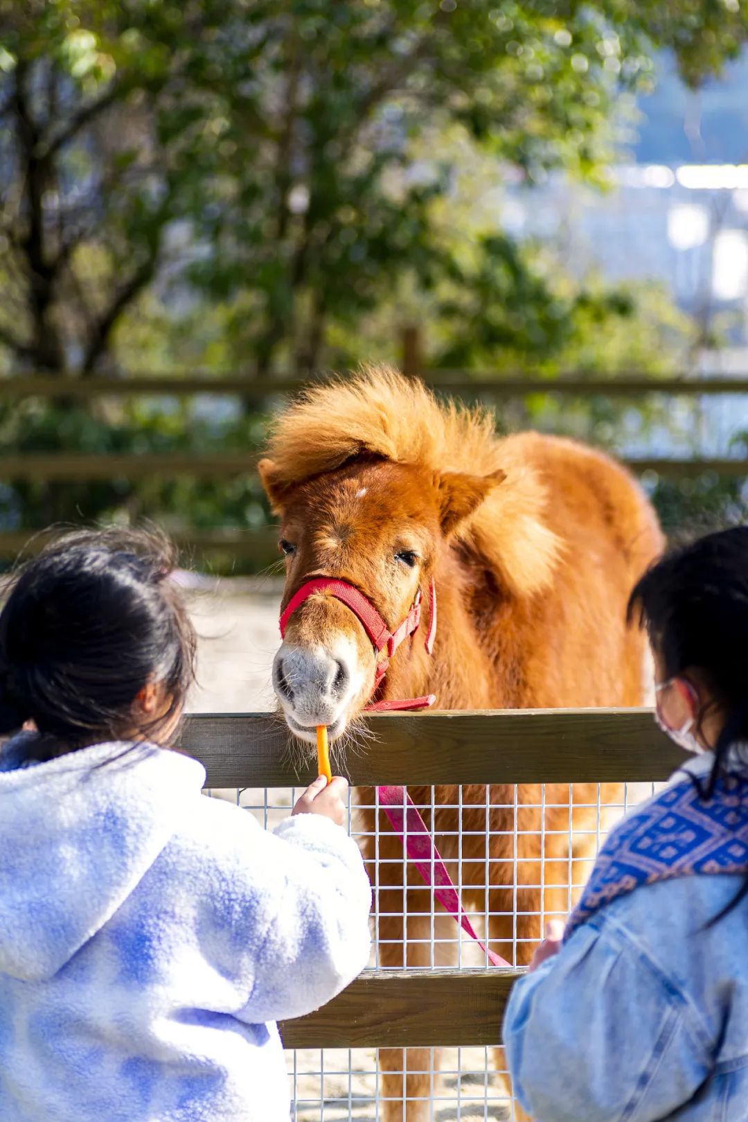 陈妙林直播,开元酒店集团董事长陈妙林