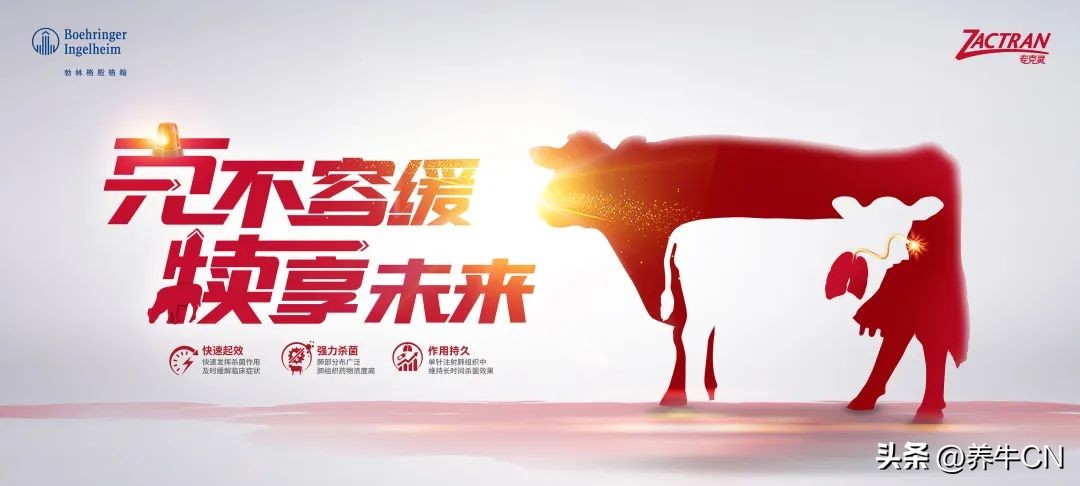 乐源牧业陈玖林|培养高潜力后备牛，输送高质量头胎牛