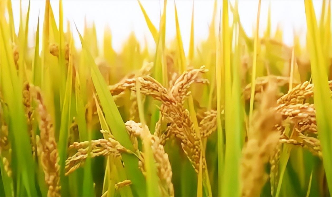 12月上旬3种主粮市场价格上涨1种下跌农用生产资料2涨1跌