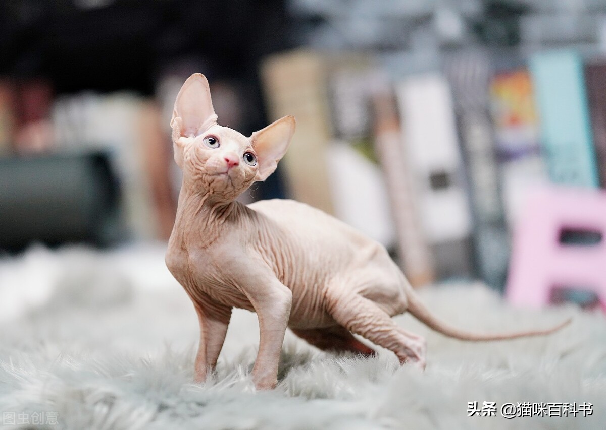 十大公认最难养的猫图片,最不好养的5种宠物是什么