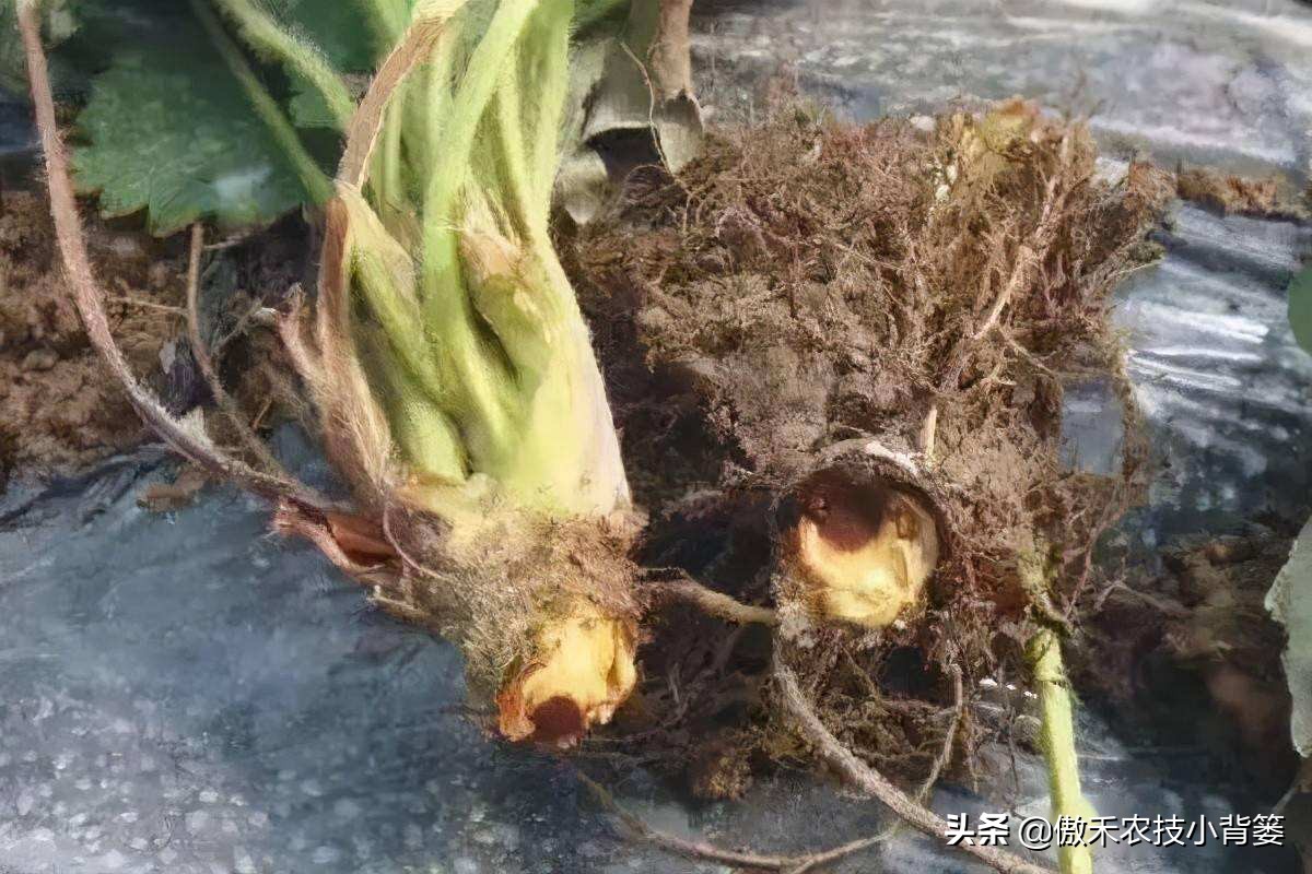 土传病害最好的防治解决方法,土传病害用什么药治