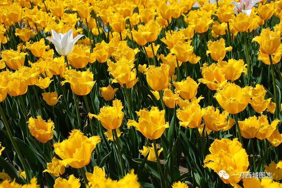 有趣的兵团名称,有趣的地理国界