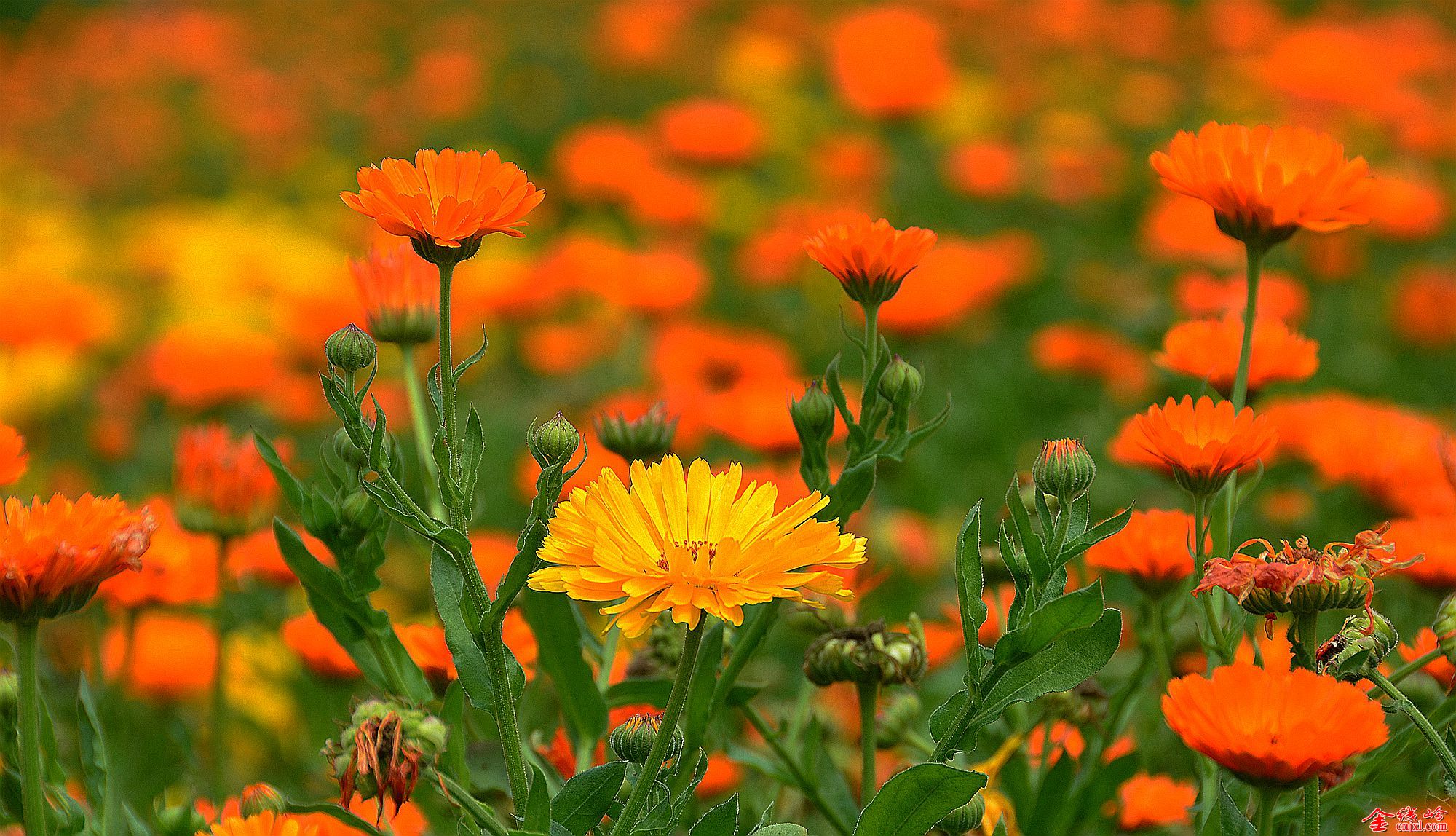 适合春季赏花的花,视觉盛宴五种赏花名花供您选择