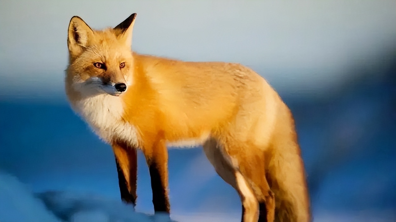 澳大利亚野兔泛滥成灾体重近百斤,澳大利亚野兔成灾野兔上百斤