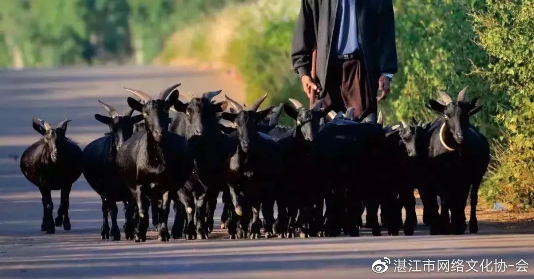 一夜爆火!海南游客骑电动车一日游徐闻