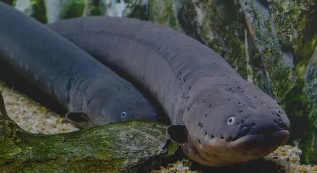 电鳗被称为水中高压线,海底高压线电鳗