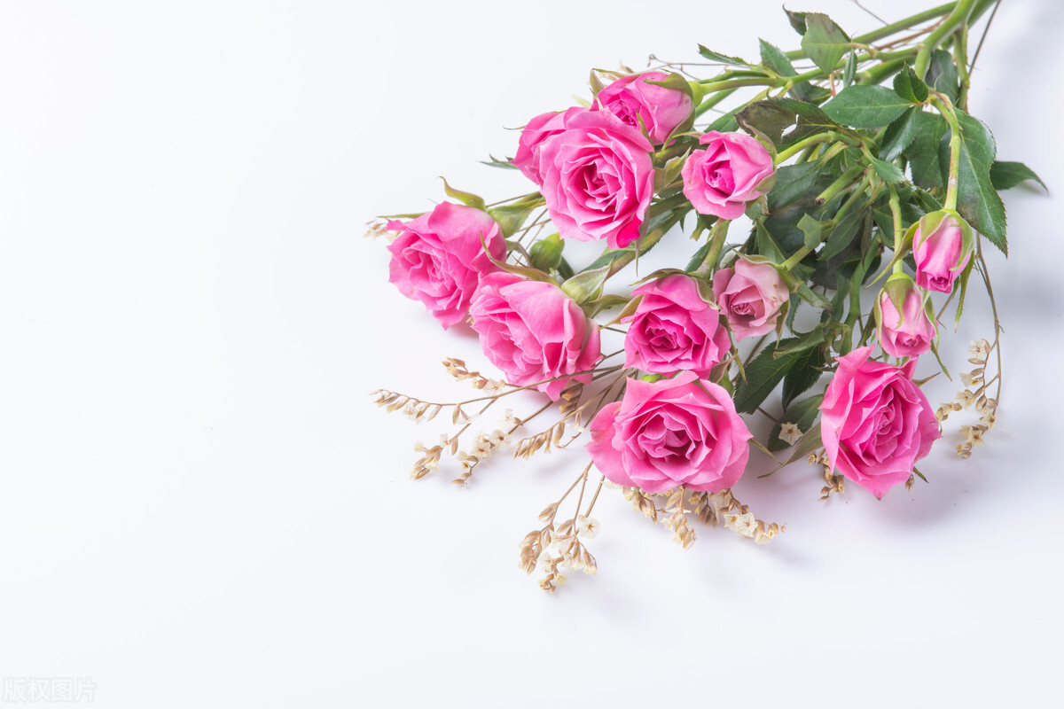 美丽的爱情之花,爱情之花玫瑰