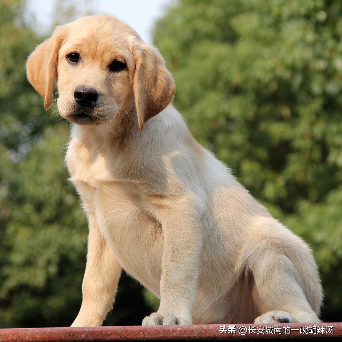 世界名犬排名前100图巴哥犬,世界名犬约克夏价格