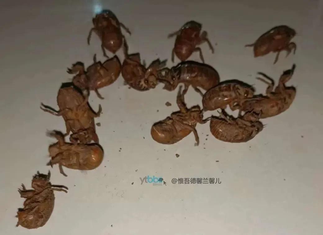 鐑熷彴浜哄枩娆㈢殑娴烽矞,鐑熷彴浜烘渶鐖辩殑娴烽矞