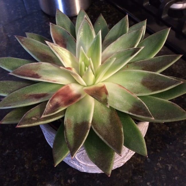 四黑监管怎么办,四黑四害怎么解决