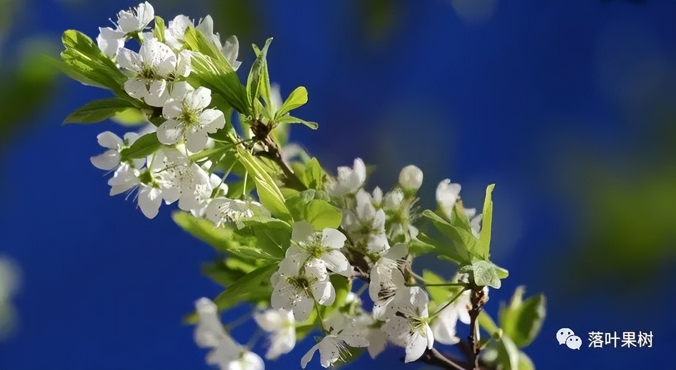 怎样辨别果树花和芽,怎么分辨阳光玫瑰果树