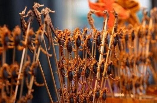 疯狂蝎子,疯狂的蝎子