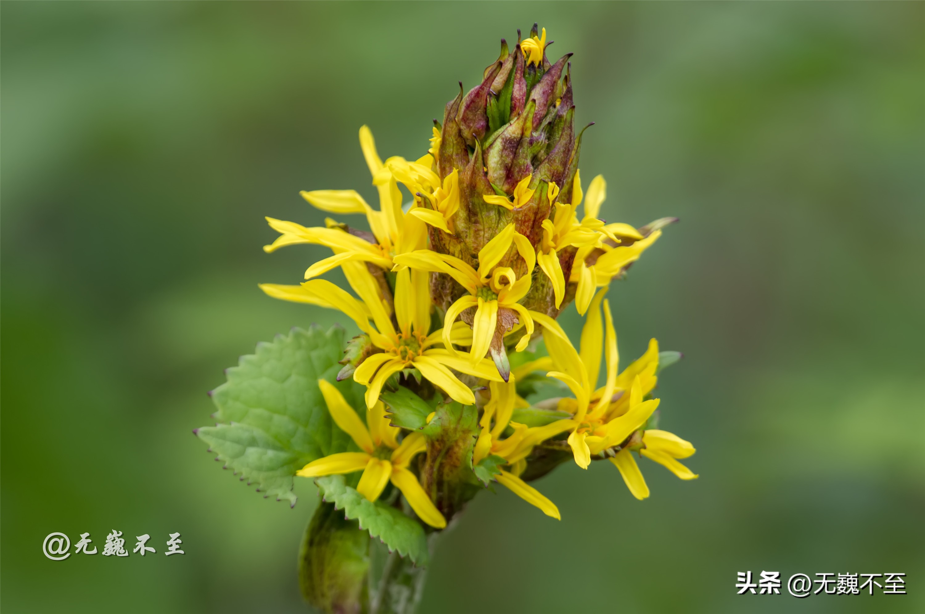 九顶归来不看花，但是这些花名你知道吗？科普一下不就认识啦