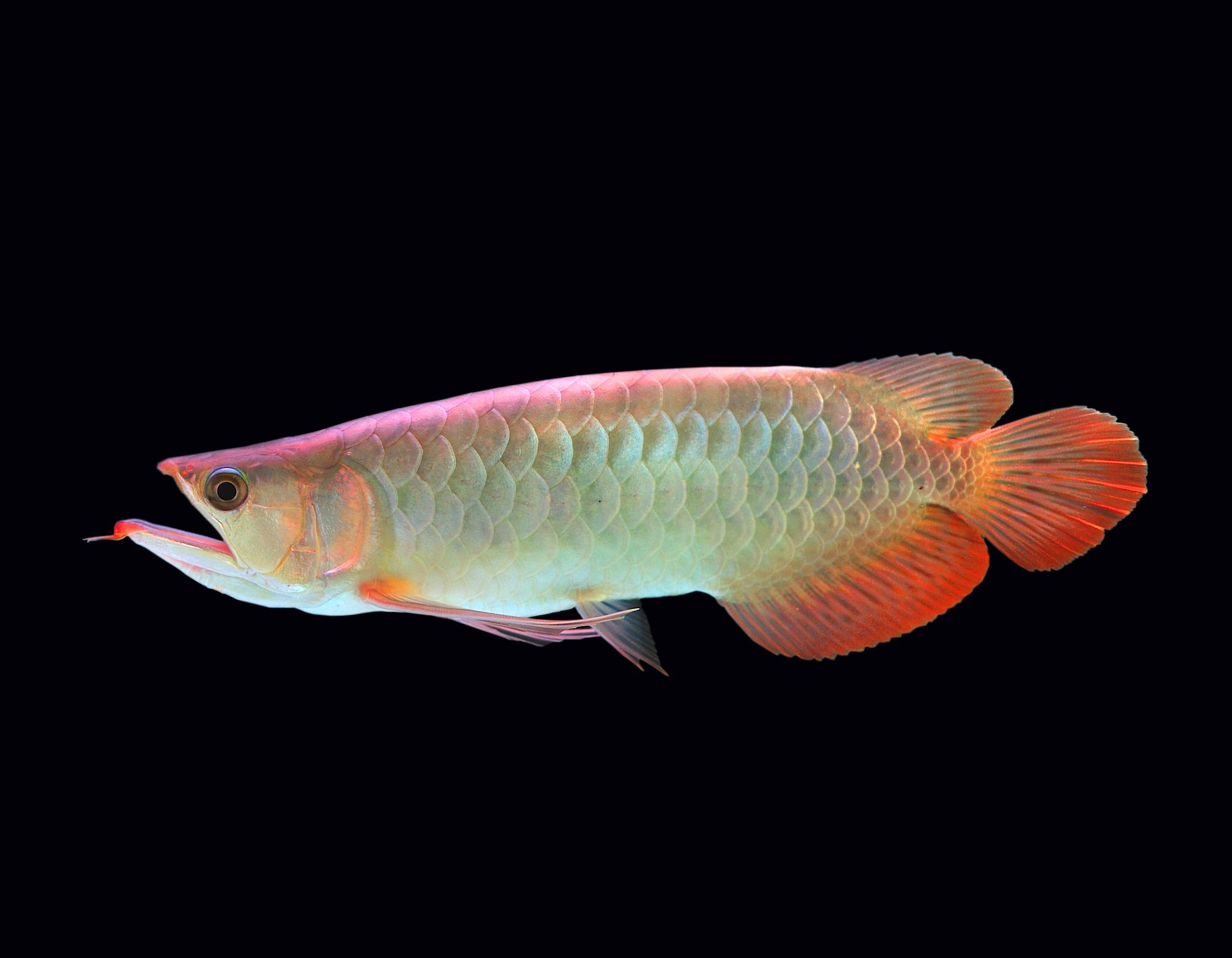 龙鱼尾巴有白点怎么回事呢,龙鱼尾巴上有白疙瘩是什么