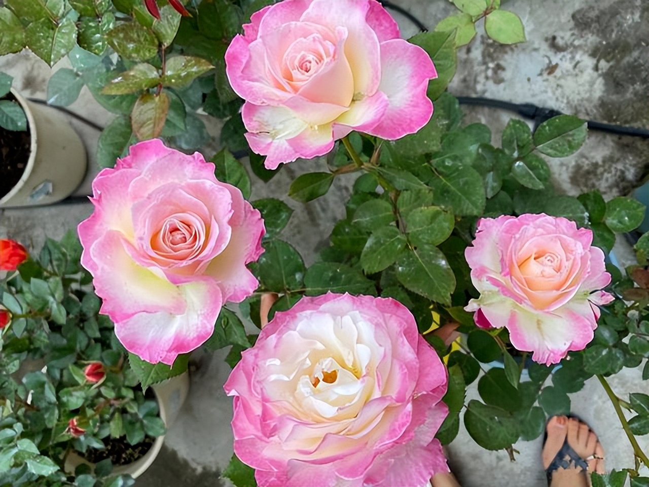 花多多2号浇花的比例,花多多1号浇花多久见效