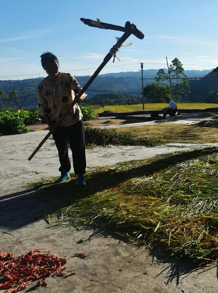 稻菽飘香各地丰收忙,稻菽飘香图片