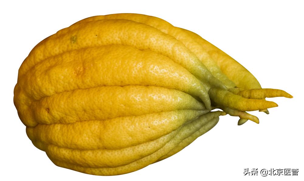 佛手的特点,佛手有什么果型
