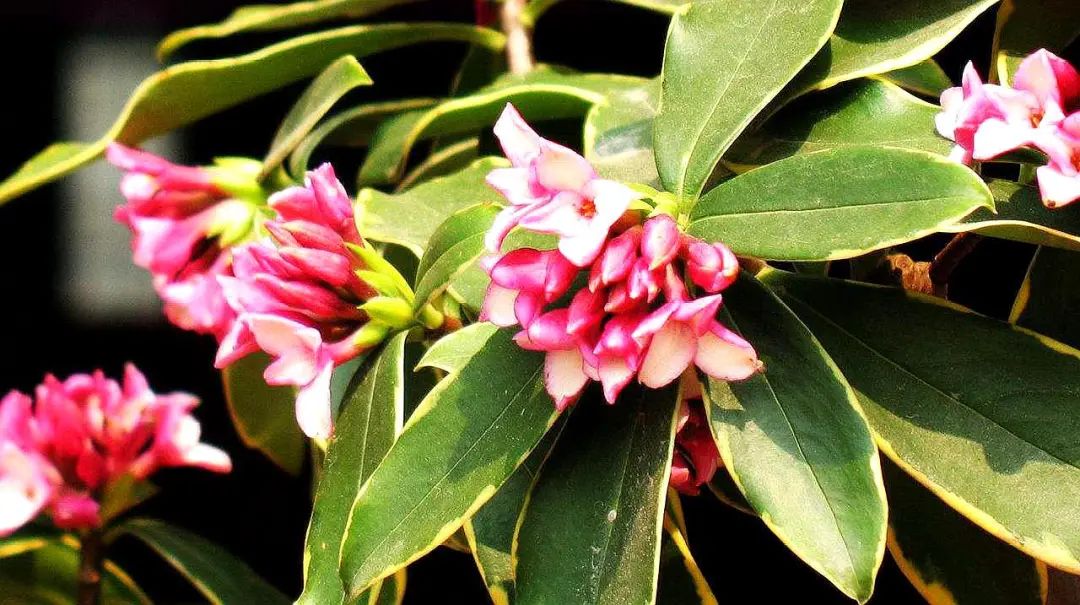 瑞香开始掉花怎么办,瑞香怎样避免落叶