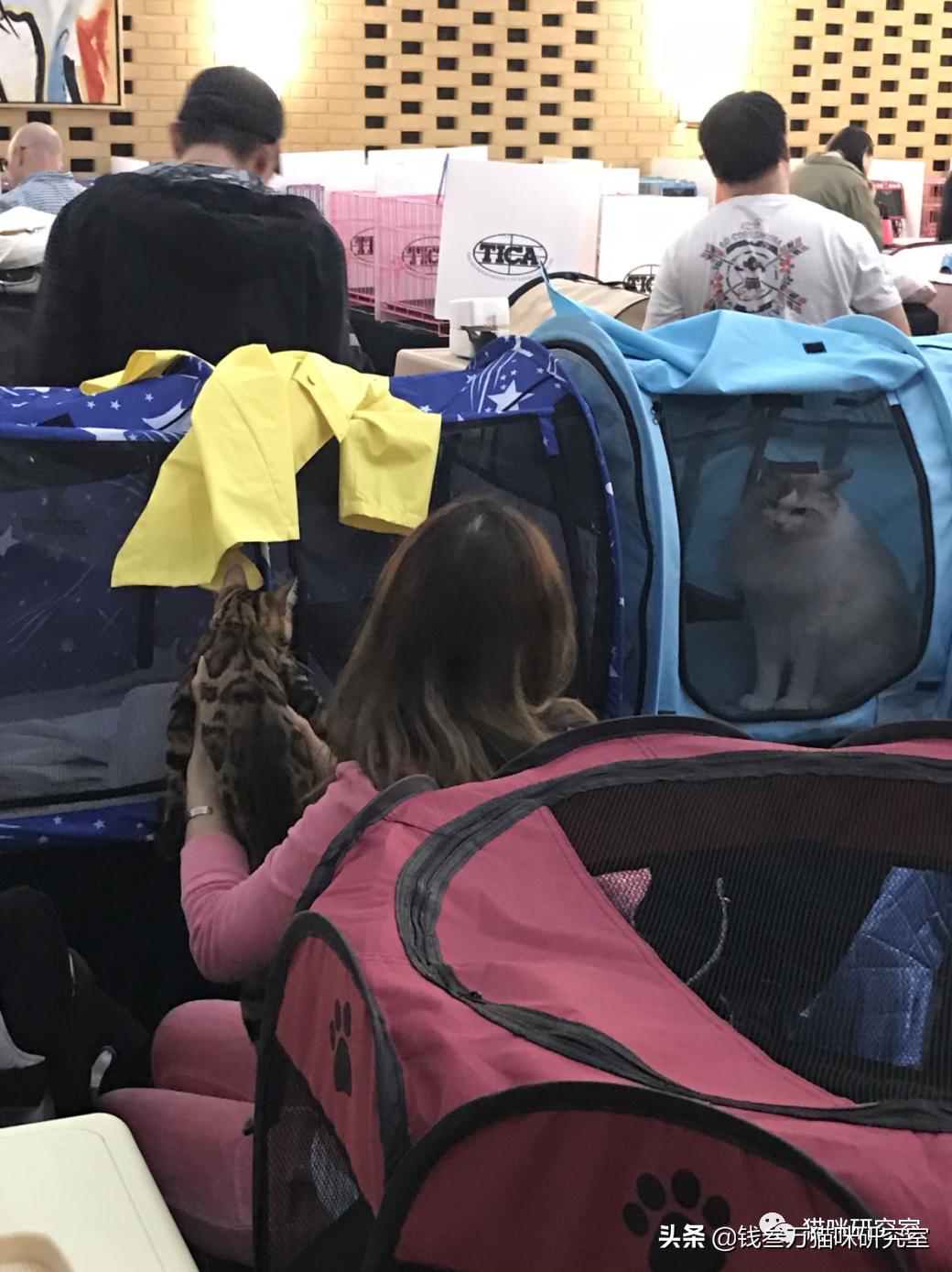 买猫避坑指南,买猫防坑