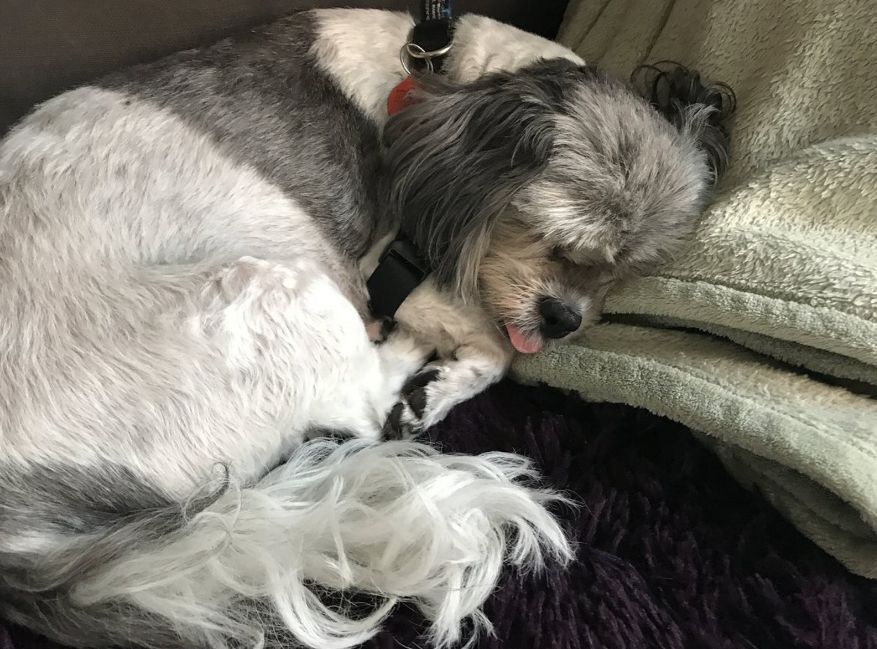 狗狗吃了夏威夷果怎么解决,狗狗吃了夏威夷果一只后腿瘸