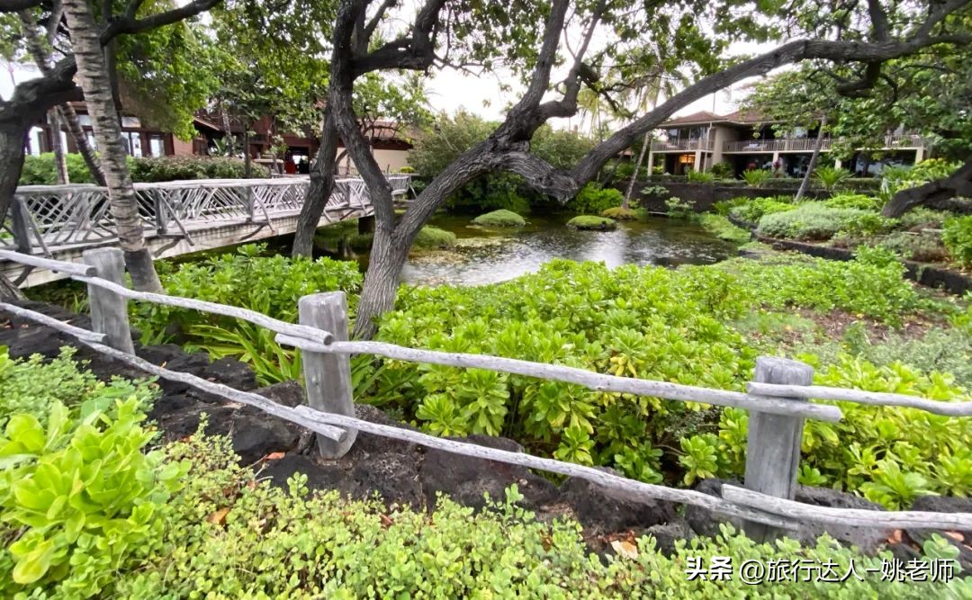 夏威夷的活火山喷发,夏威夷火山喷发大岛还能旅游吗