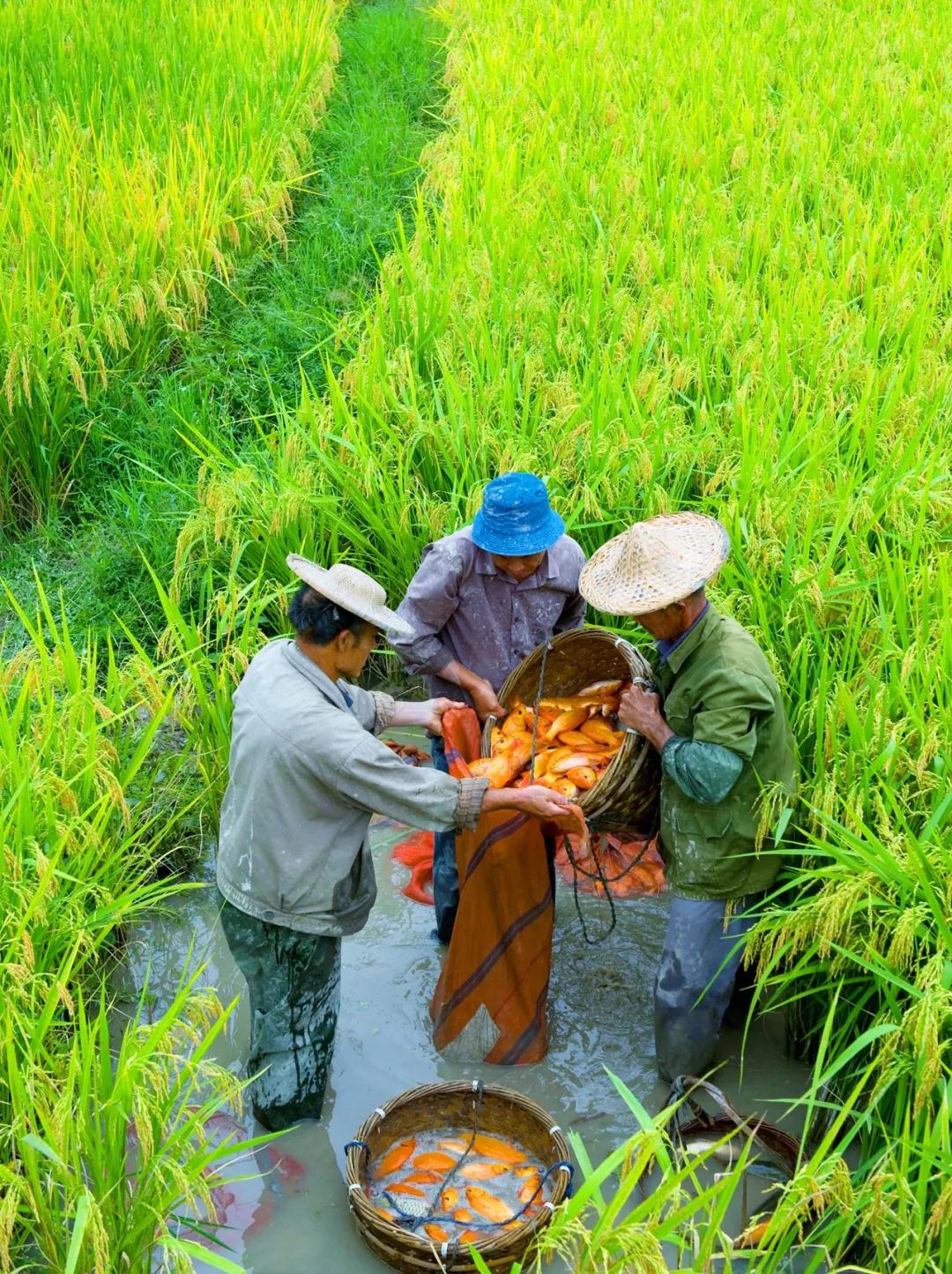 青田用欧元买菜,这座城市遍地都是豪车