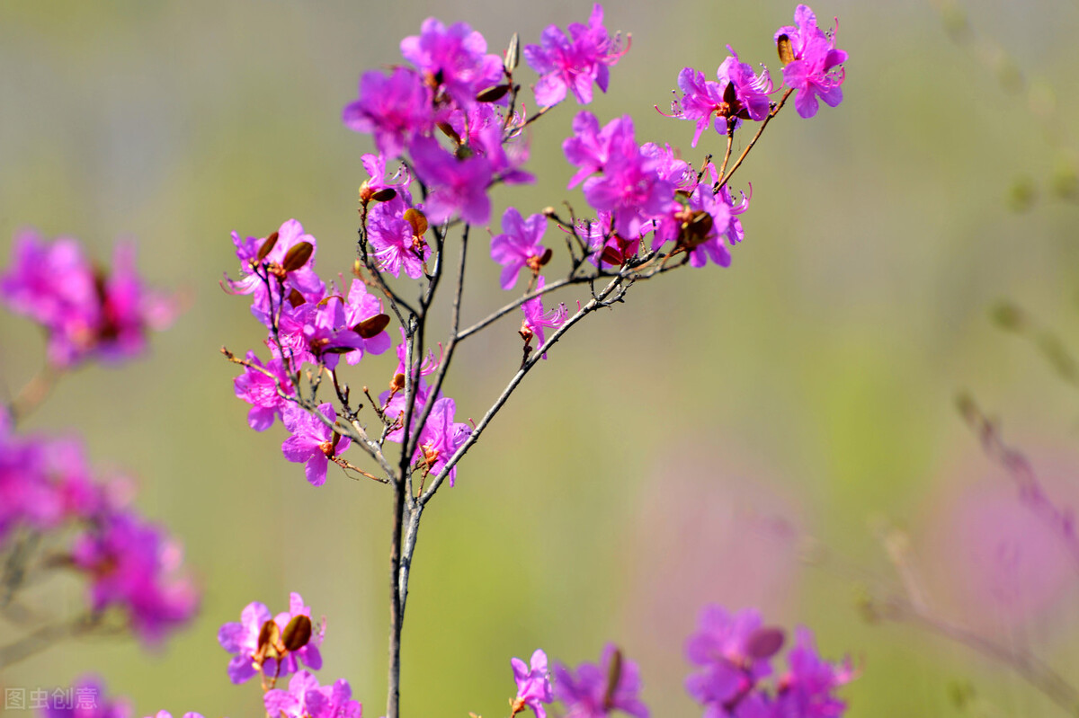 春风十里不如你，山长水远念着你，我在你的远方牵挂你一生