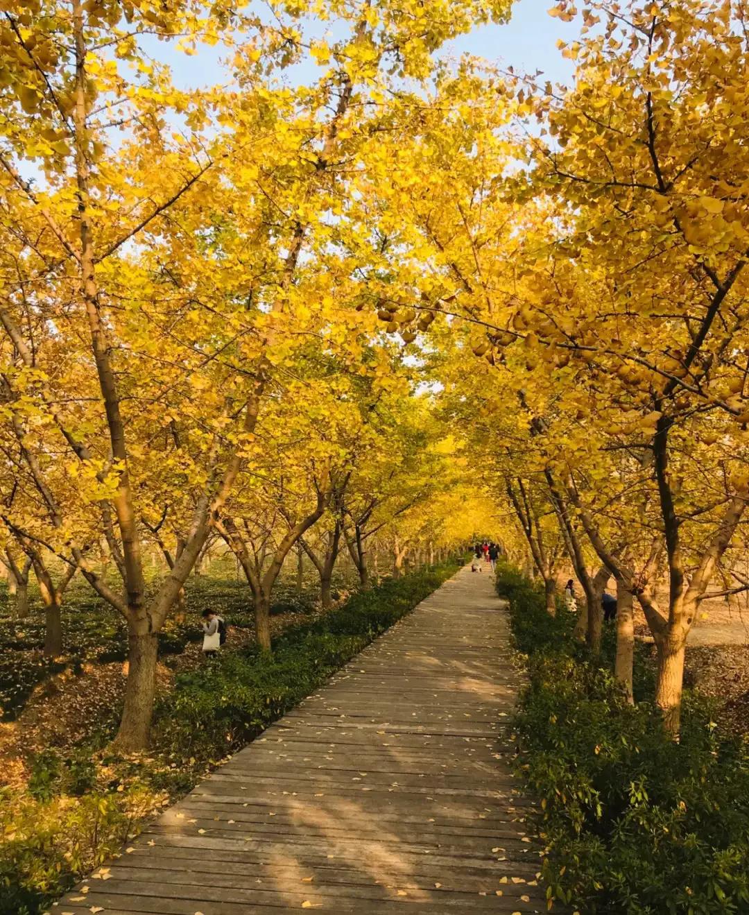 苏州秋季旅游最值得去的地方,苏州赏秋一日游攻略