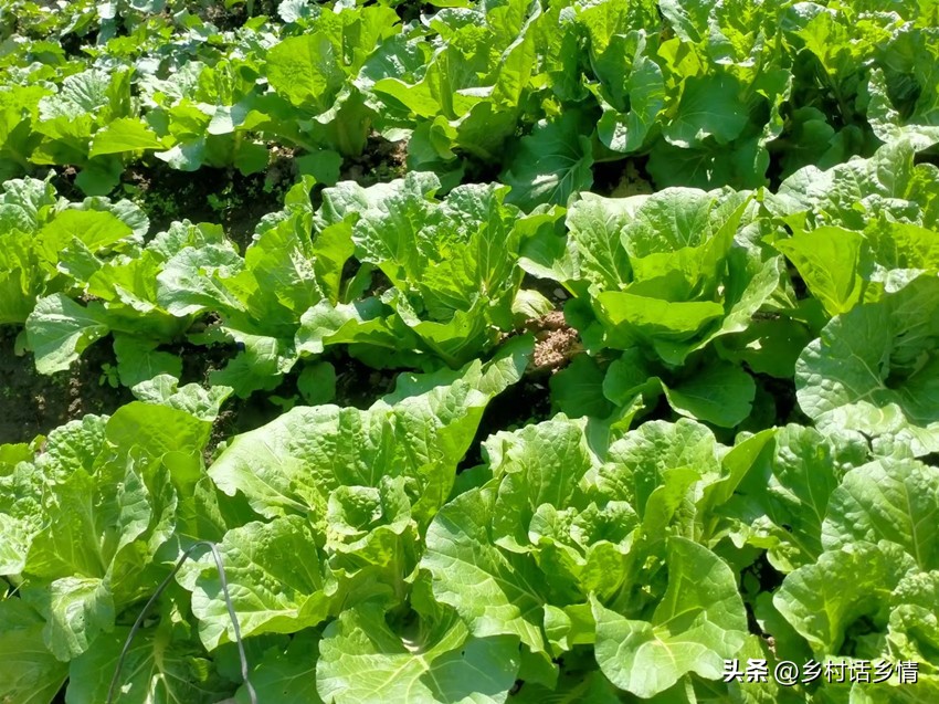 大白菜软腐病防治的方法,大白菜软腐病应该如何防治