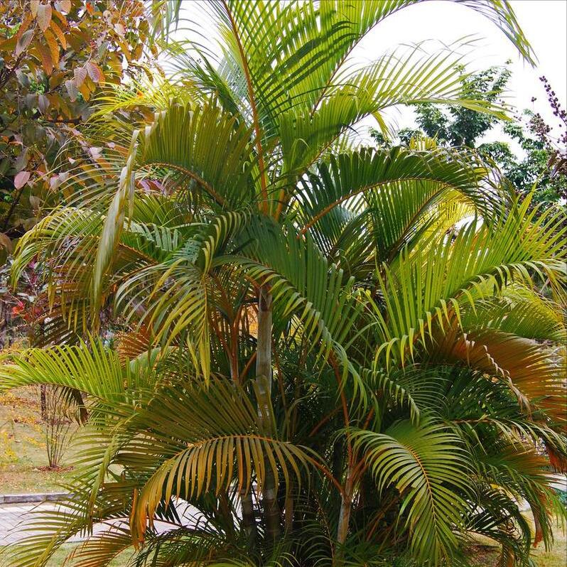 散尾葵繁殖怎么繁殖快一点,散尾葵的正确繁殖方法和注意事项