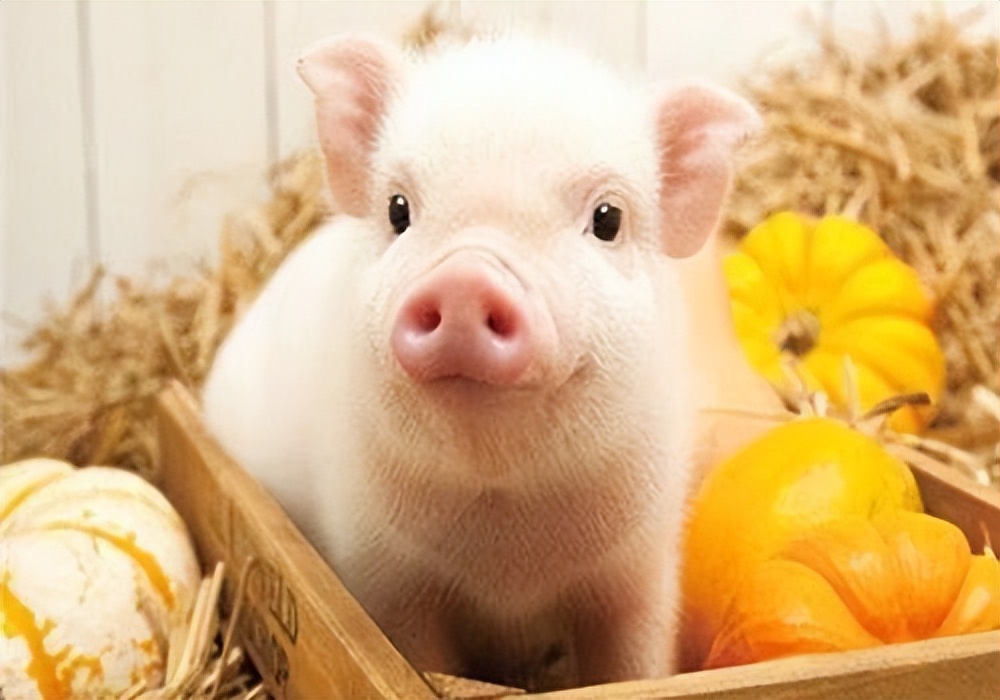 猪传染性胃肠炎的症状及防治方法,猪传染性胃肠炎的症状及治疗方法