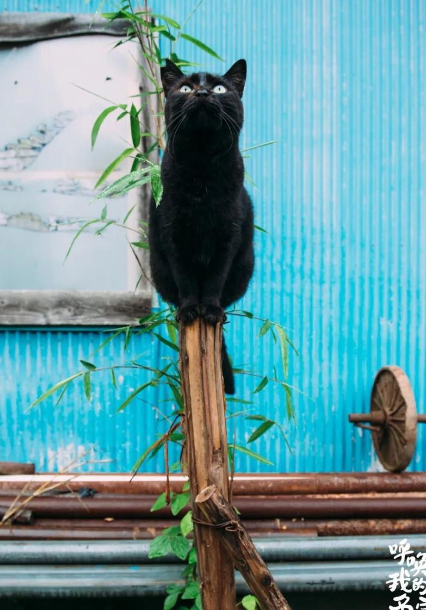 往返福岛11年，他拍下*污染核**区被遗弃的数百个毛孩子故事