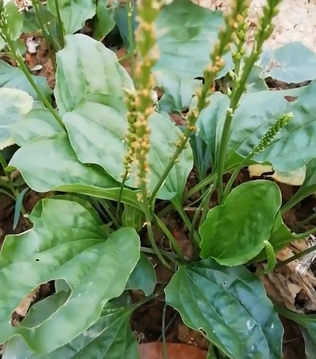 农村常见的顽固藤条植物,农村常见的止血植物图片