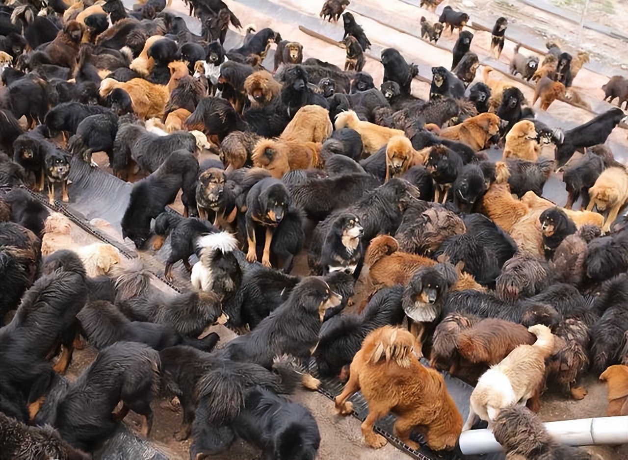 国宝成为全村人的笑话,国宝被骗钱