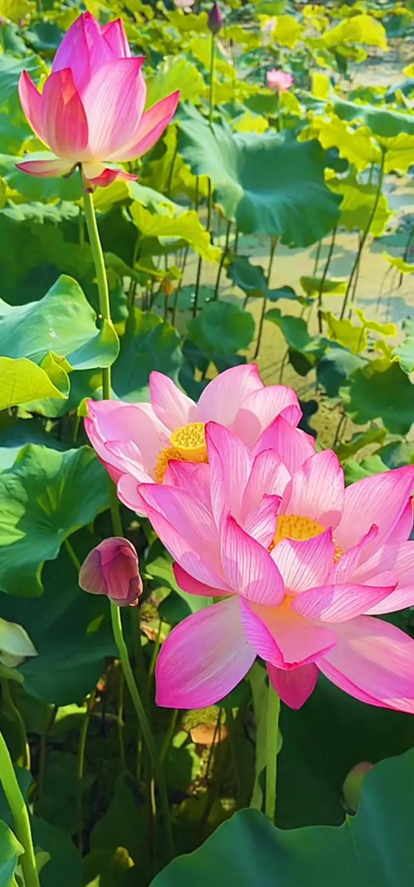 夏的季节荷花图片,三夏荷花图片