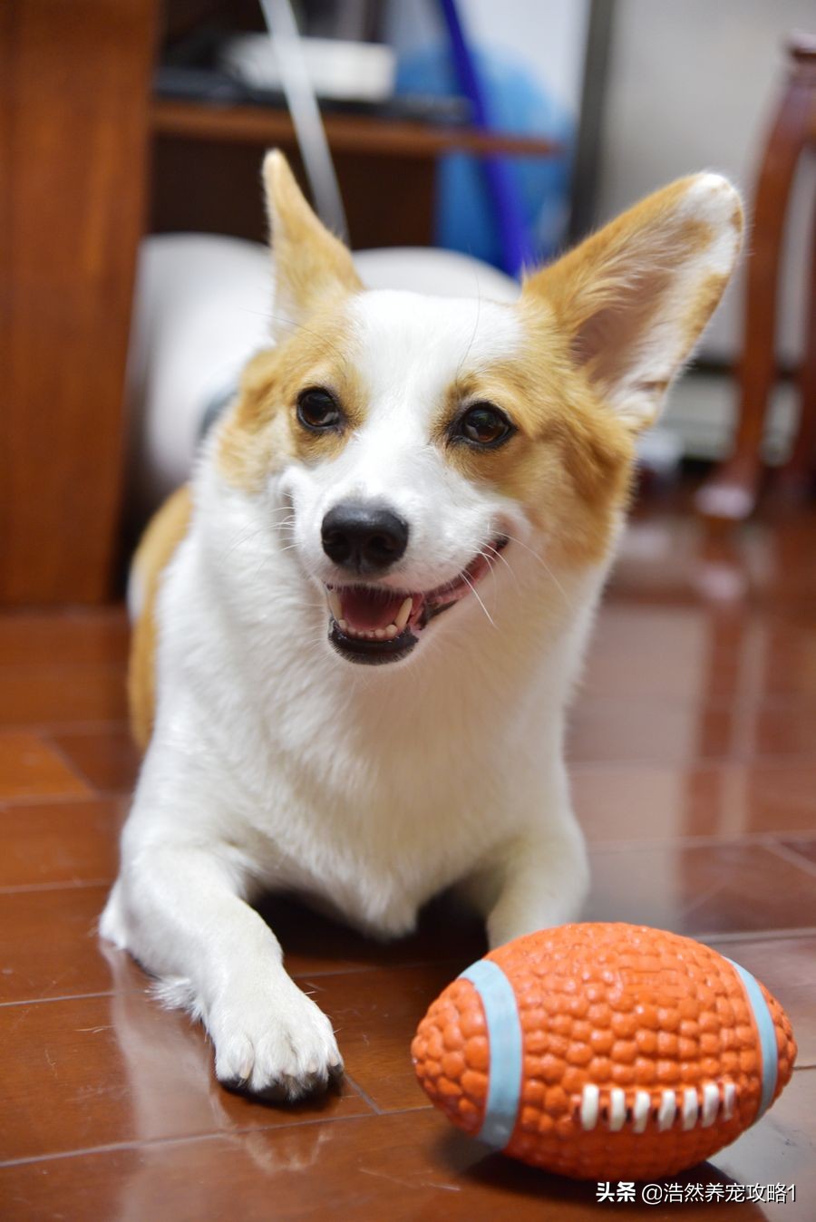 犬瘟热症状是什么能治愈吗,犬瘟热在治疗前怎么缓解症状