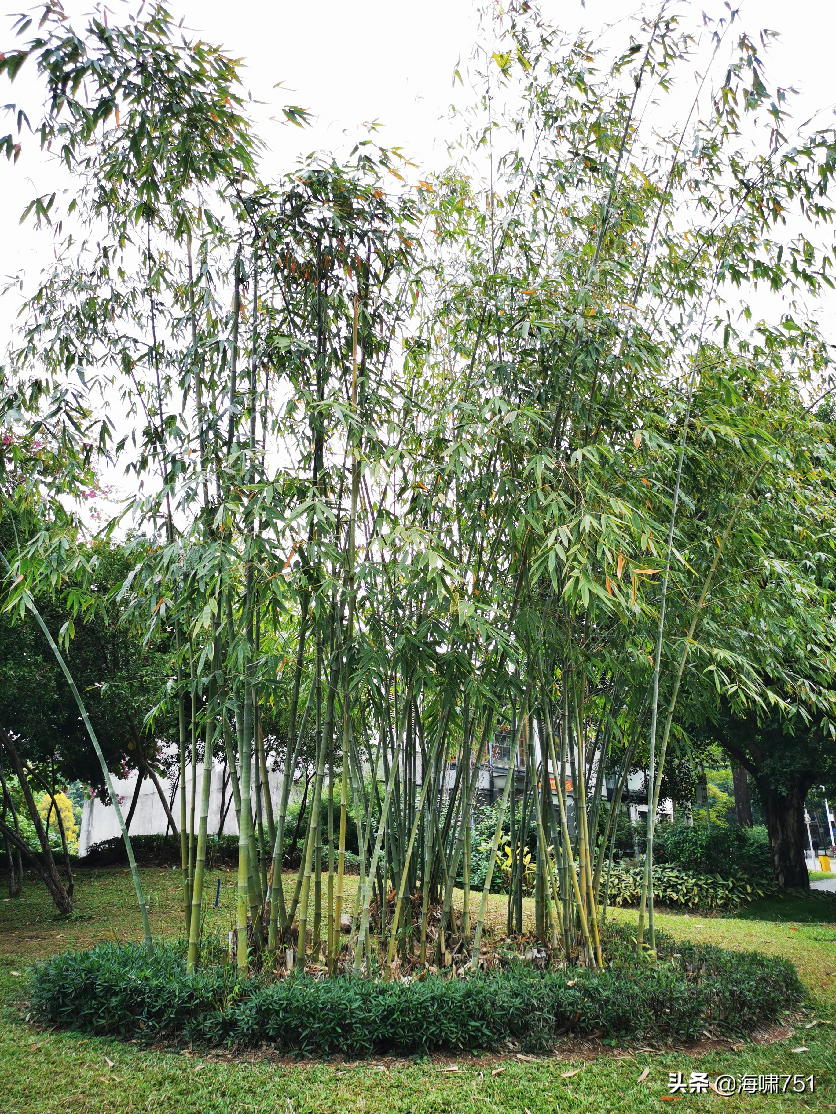 陈田花园全景图,陈田花园照片