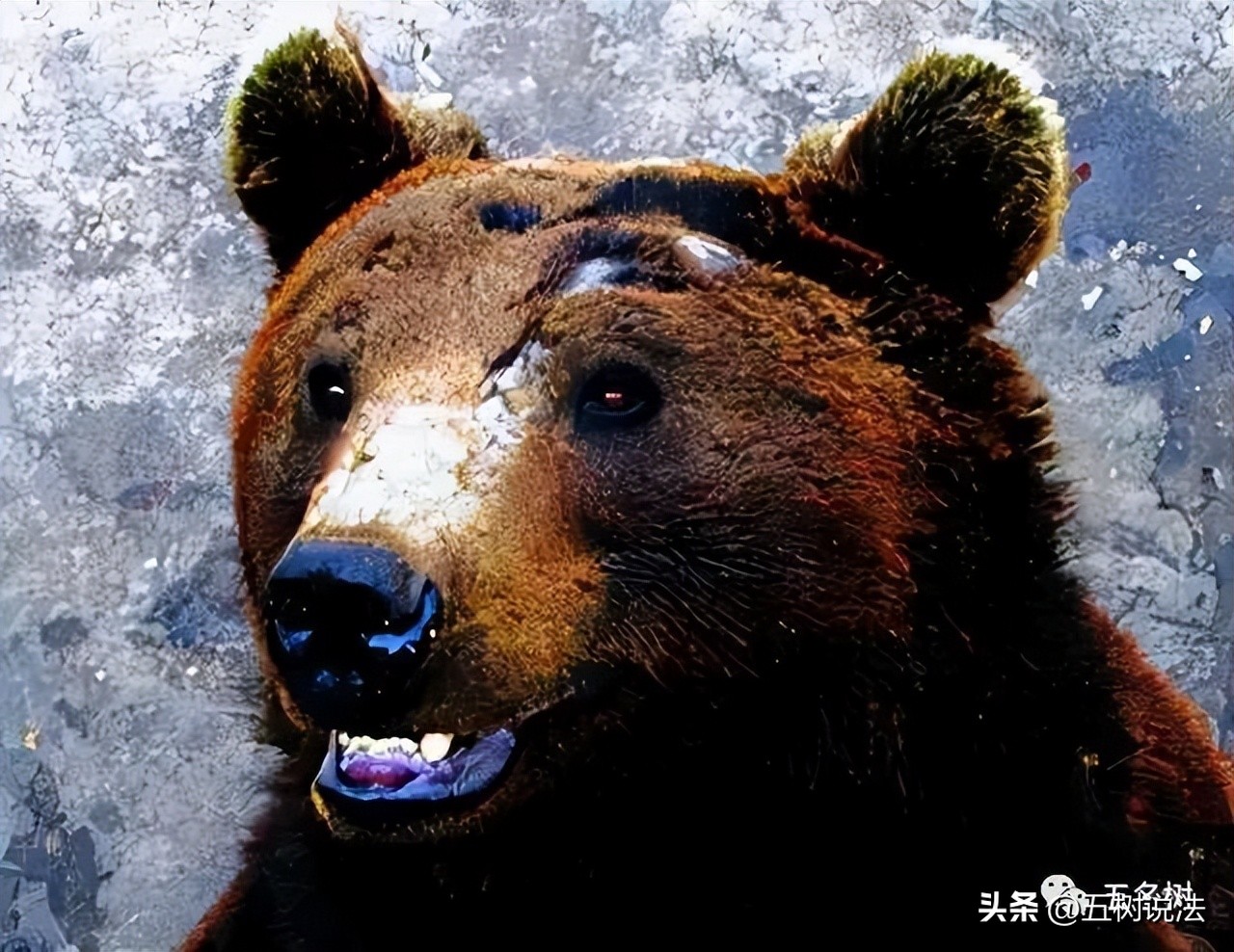 社会正义与职业机会：硫酸泼熊的大学生入职中科院引发思考